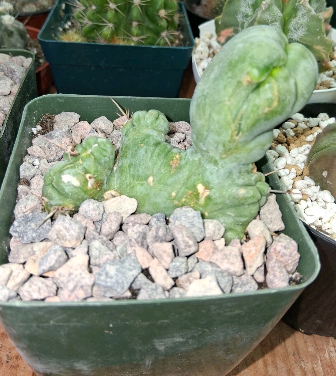 TBM Cactus CRESTED Plant Ships In A 4″ Pot Unique Species! Ornamental Cactus