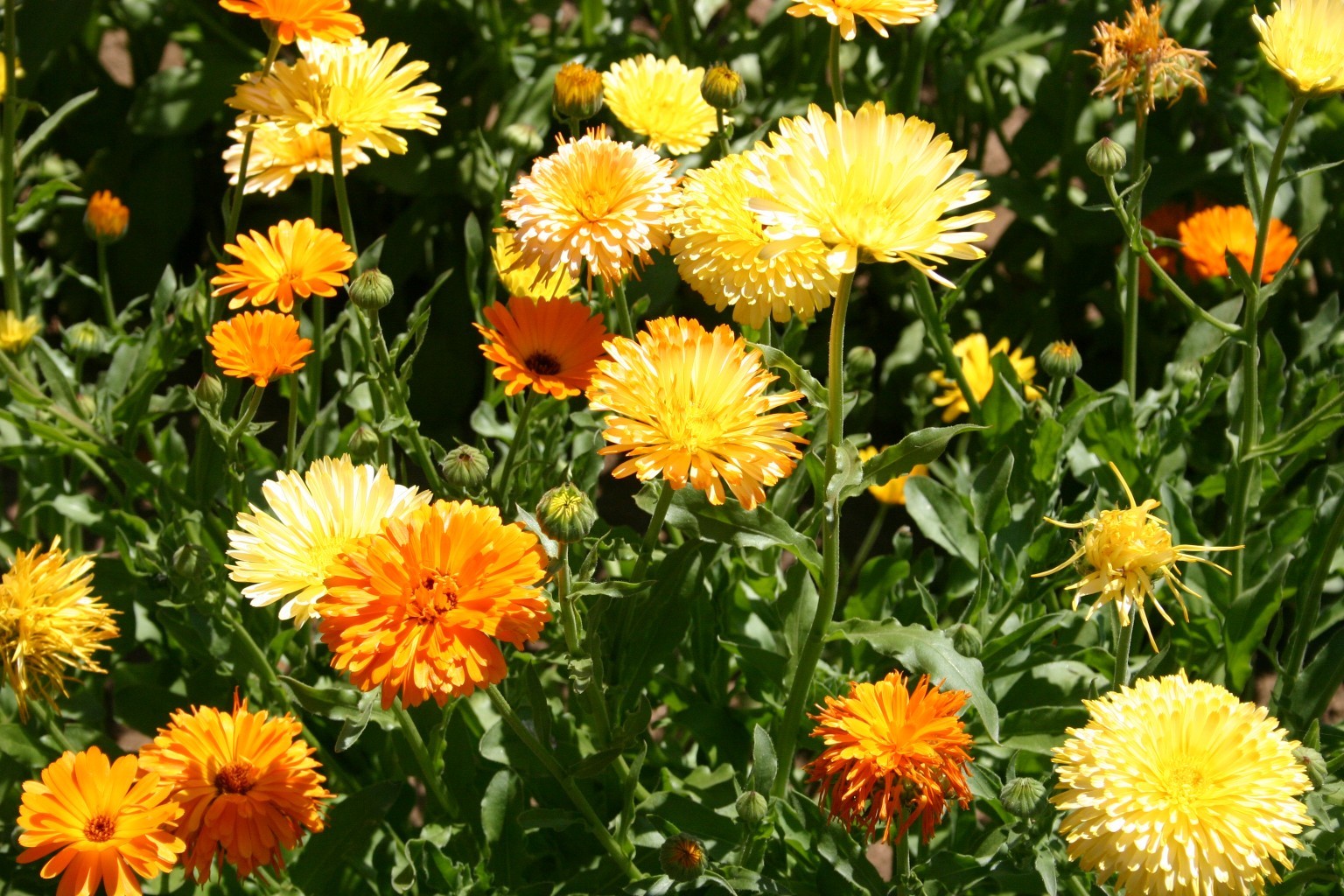 Calendula Pacific Beauty Seeds Mix, Pot Marigold, Variety Sizes, FREE SHIPPING