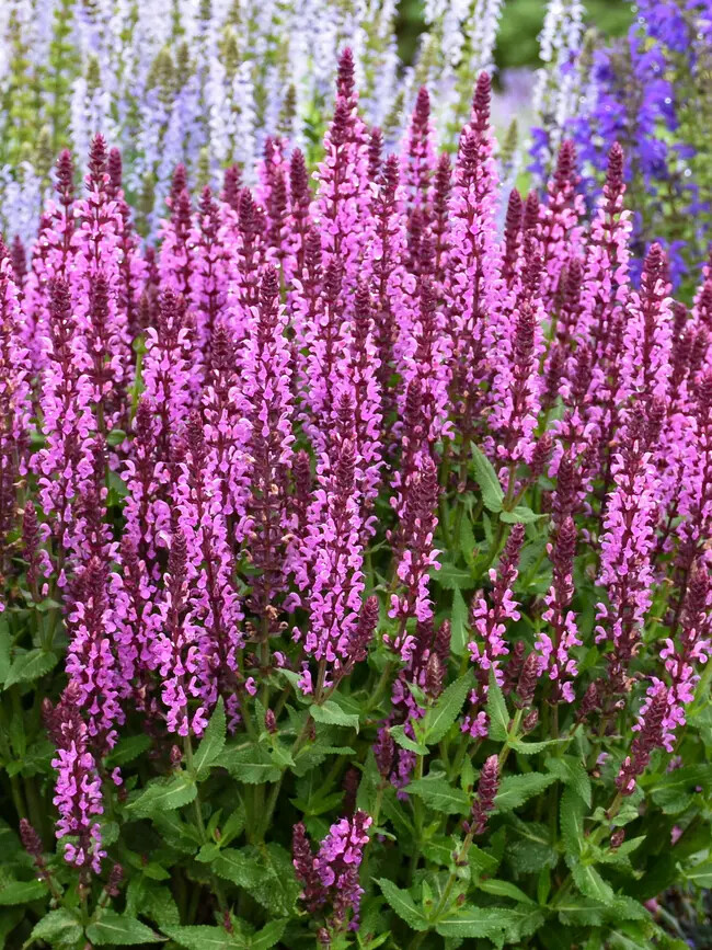 Fresh Blue /Pink Profusion Salvia Deer Drought Resistant Perennial Seeds