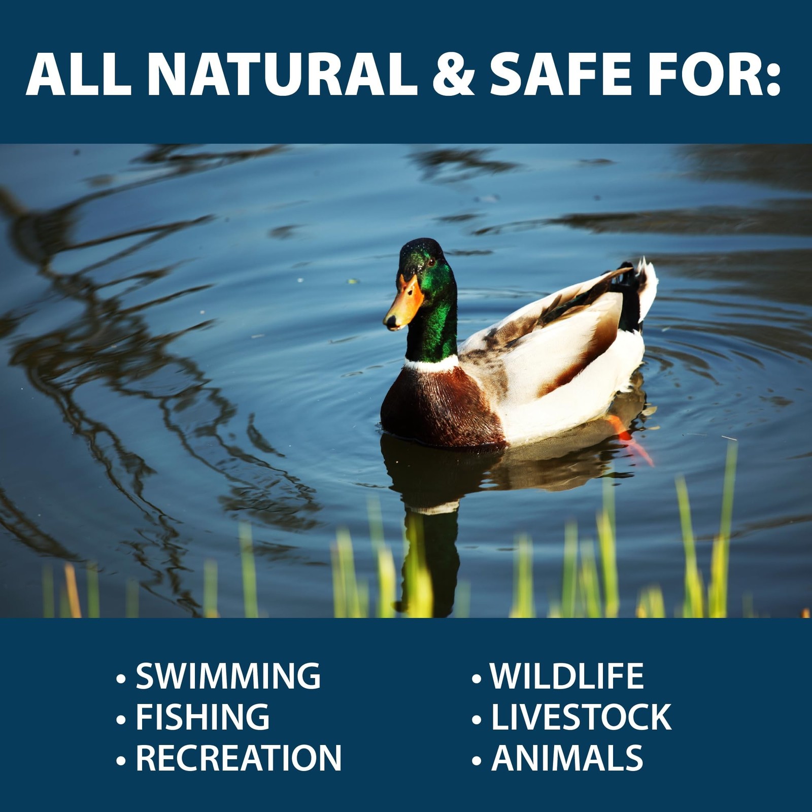 Airmax MuckAway Natural Pond Muck Remover – Safely Clears Muck and Sludge fro…