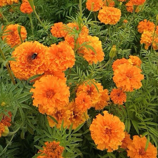 Marigold Seeds Bulk 500 qty Orange free shipping