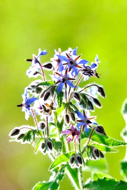 100 BORAGE SEEDS | FREE SHIPPING NON GMO HEIRLOOM 2026 EDIBLE BUTTERFLIES BEES