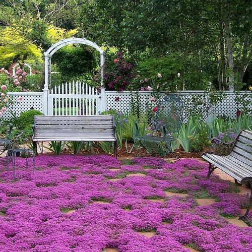 Creeping Thyme Seeds | Non-GMO | Herb Seeds | Seed Store | Free Shipping | 1159