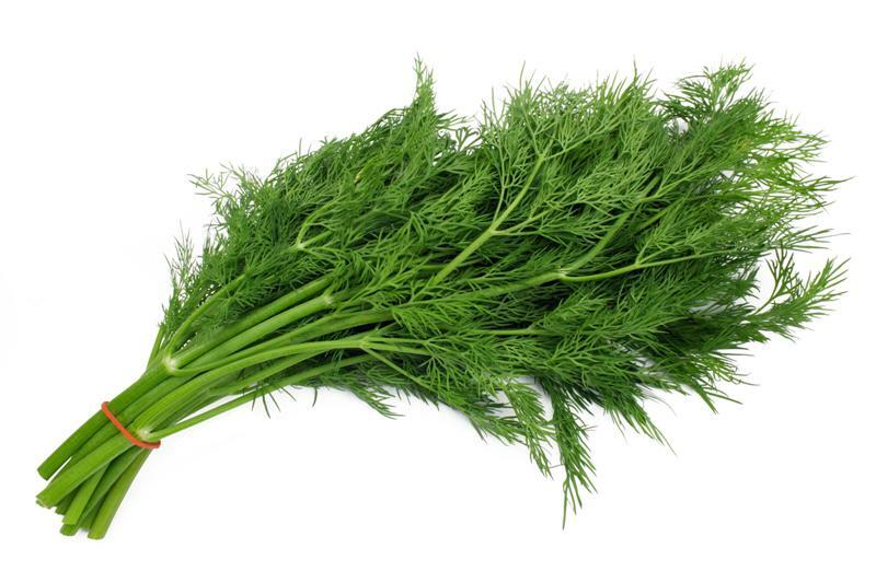 200+ Bouquet Dill Seeds(Anethum graveolens)Fresh Garden Herb USA