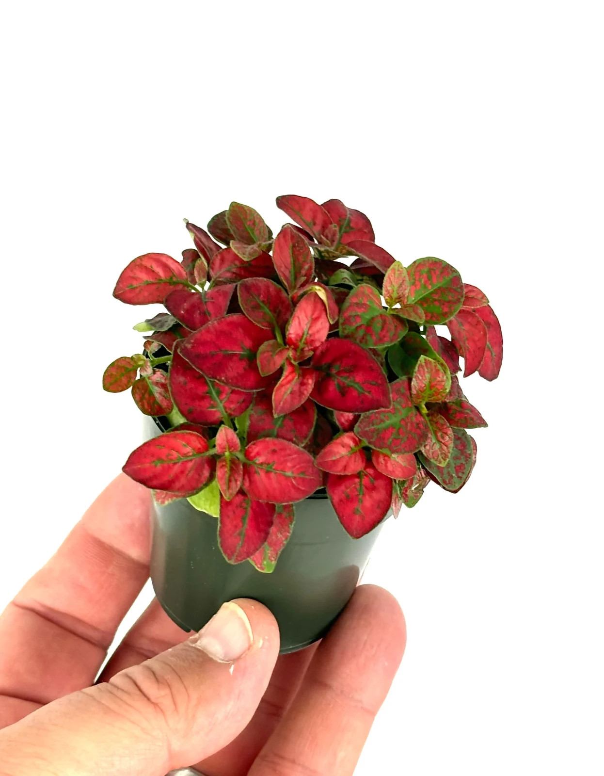 Hypoestes Red Splash Live Potted House Plants Air Purifying, 2.5″ Pot
