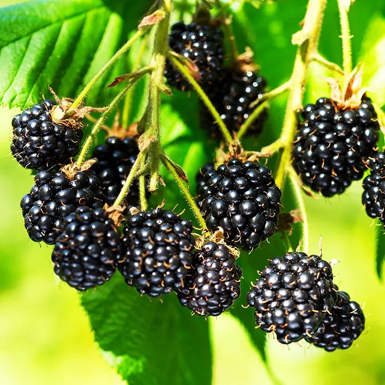 3 Triple Crown Thornless Blackberry Starter Plug Rubus fruticosus