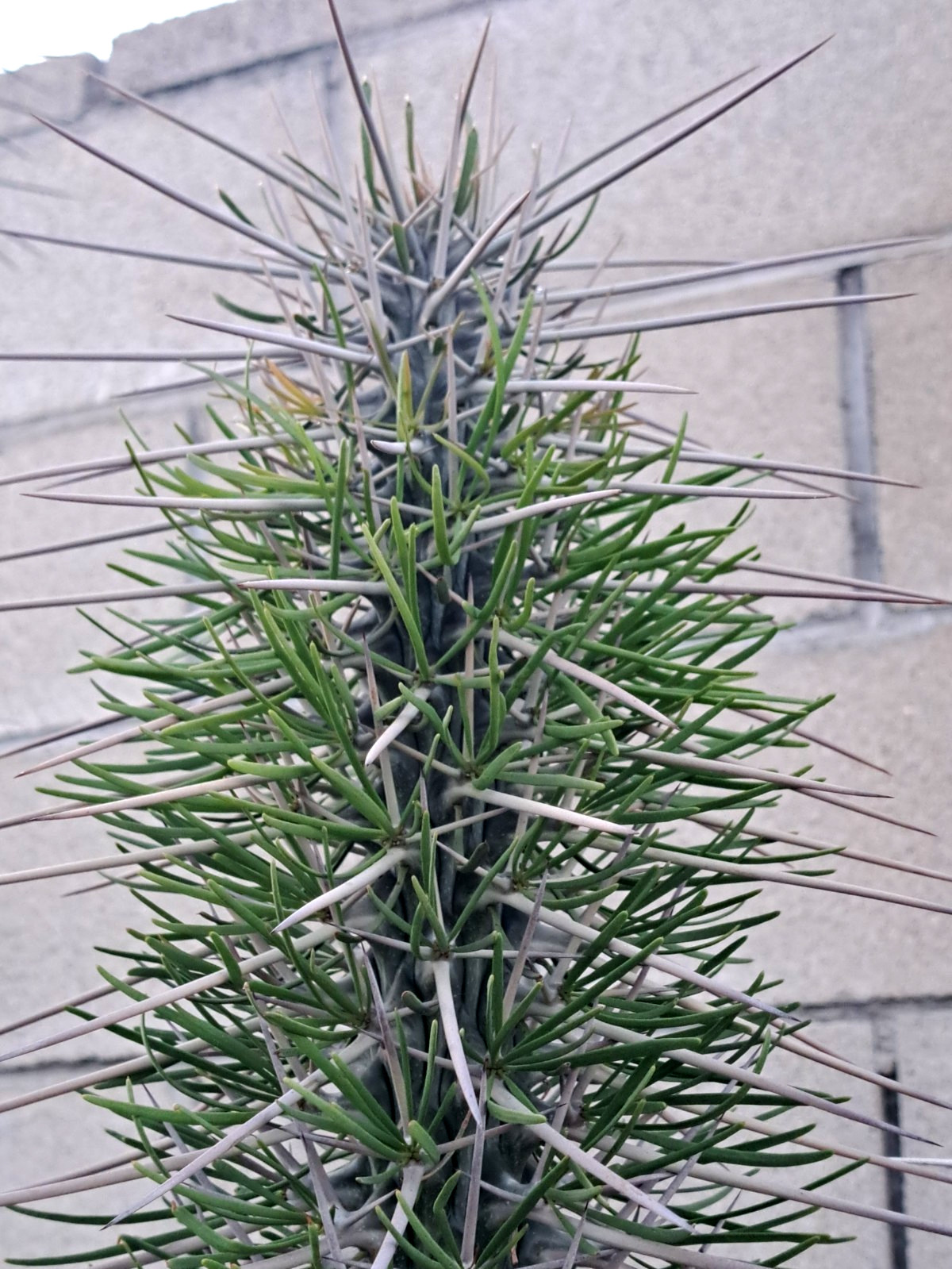 1 pc Didierea Madagascariensis Cactus Top Cutting 20-25 inch high