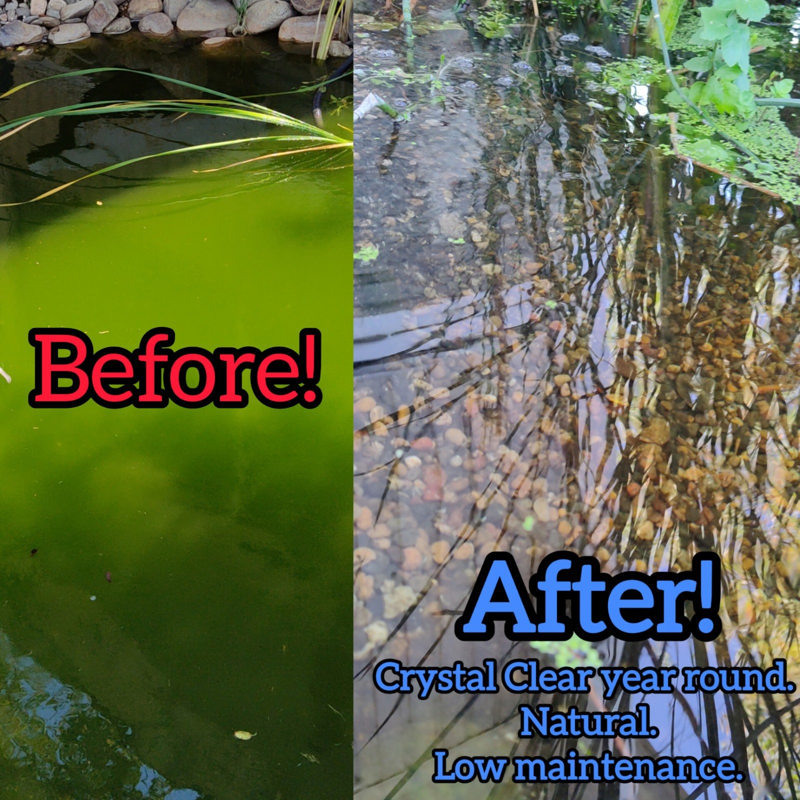 6 oz Live Pond Water Starter Culture – Beneficial Bacteria for Pond or Aquarium