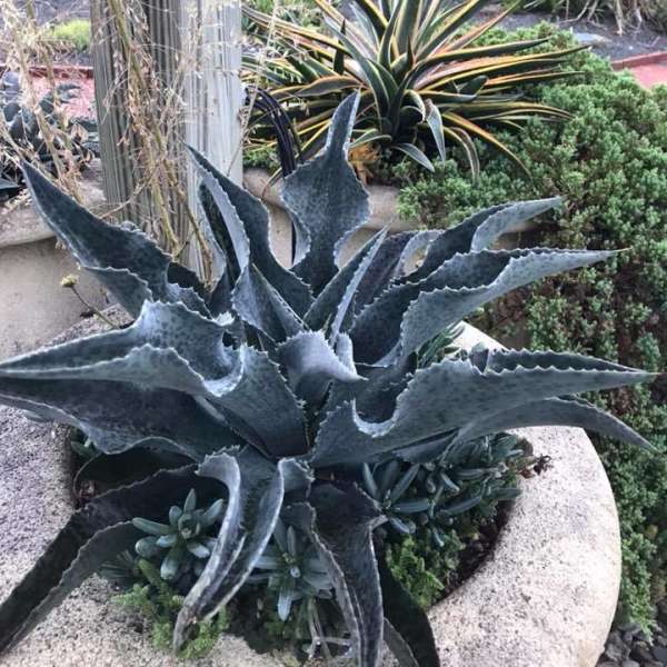 Catch a Wave Mangave STARTER Plant Agave/Manfreda Hybrid Great COLORS 4″-6″ Wide