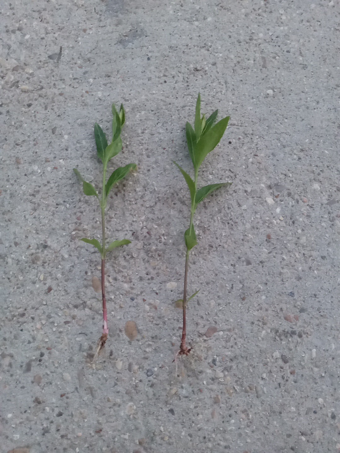 20 Vining Periwinkle ( Vinca major)– Live Bare Root Plants Ready To Plant