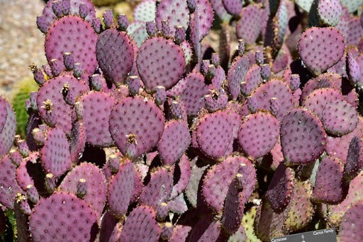Cactus Santa Rita Purple Prickly Pear Opuntias (3 cuttings)