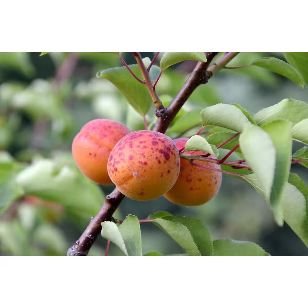 Dwarf Moorpark Apricot Tree – Largest and Sweetest Apricots (Bare-Root, 3 Ft. to