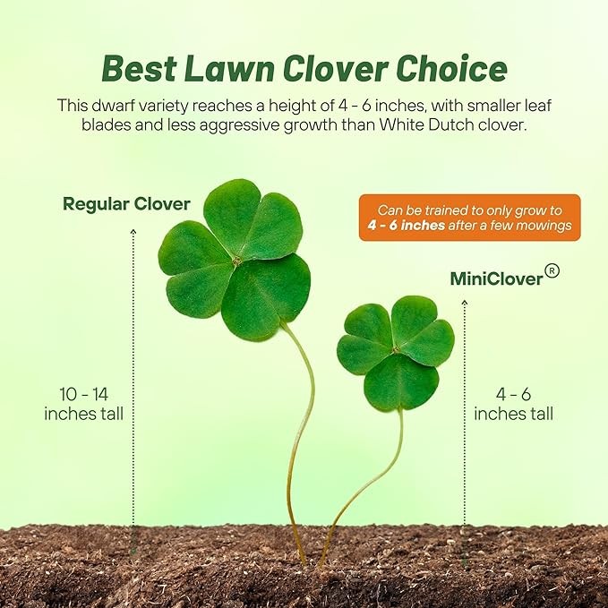 10 LBS Miniclover Seed For Planting No Mow Drought Tolerant Clover Lawns