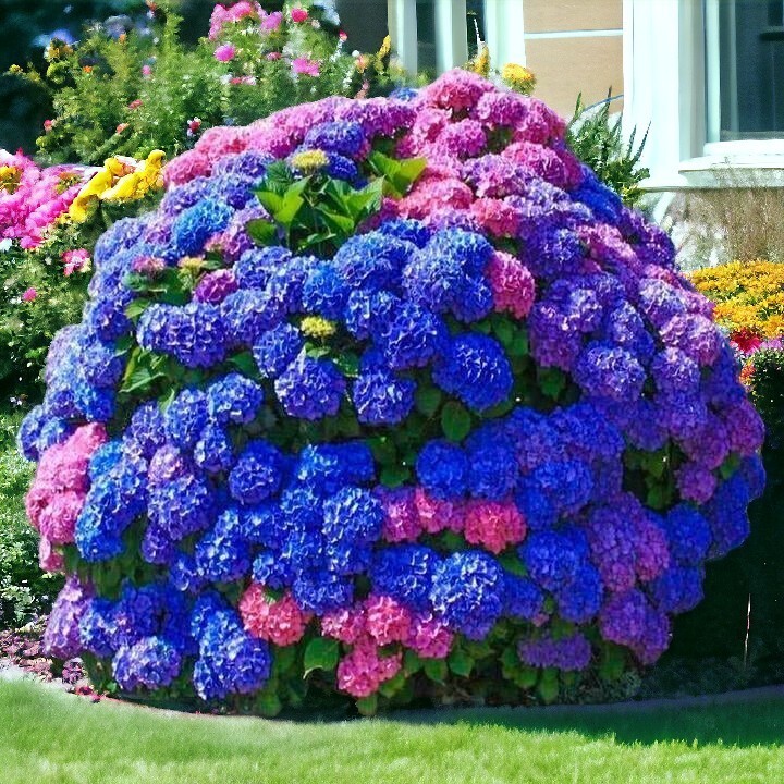 25pcs Blue Pink Purple Hydrangea – Beautiful and Hardy Perennial Flowers