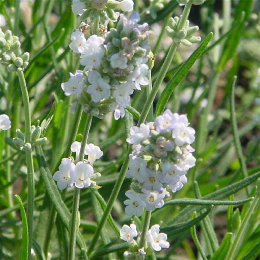 Lavender Seeds Lavandula Ellagance Ice 50 Seeds ( Perennial )