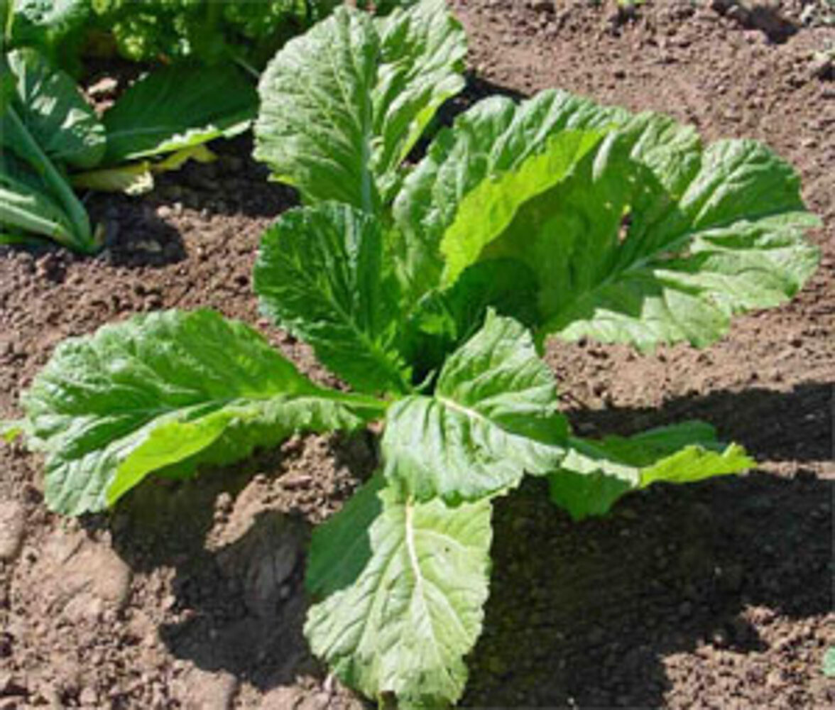 1000 FLORIDA BROAD LEAF MUSTARD SEEDS FRESH HARVEST FOR 2024 GARDENS