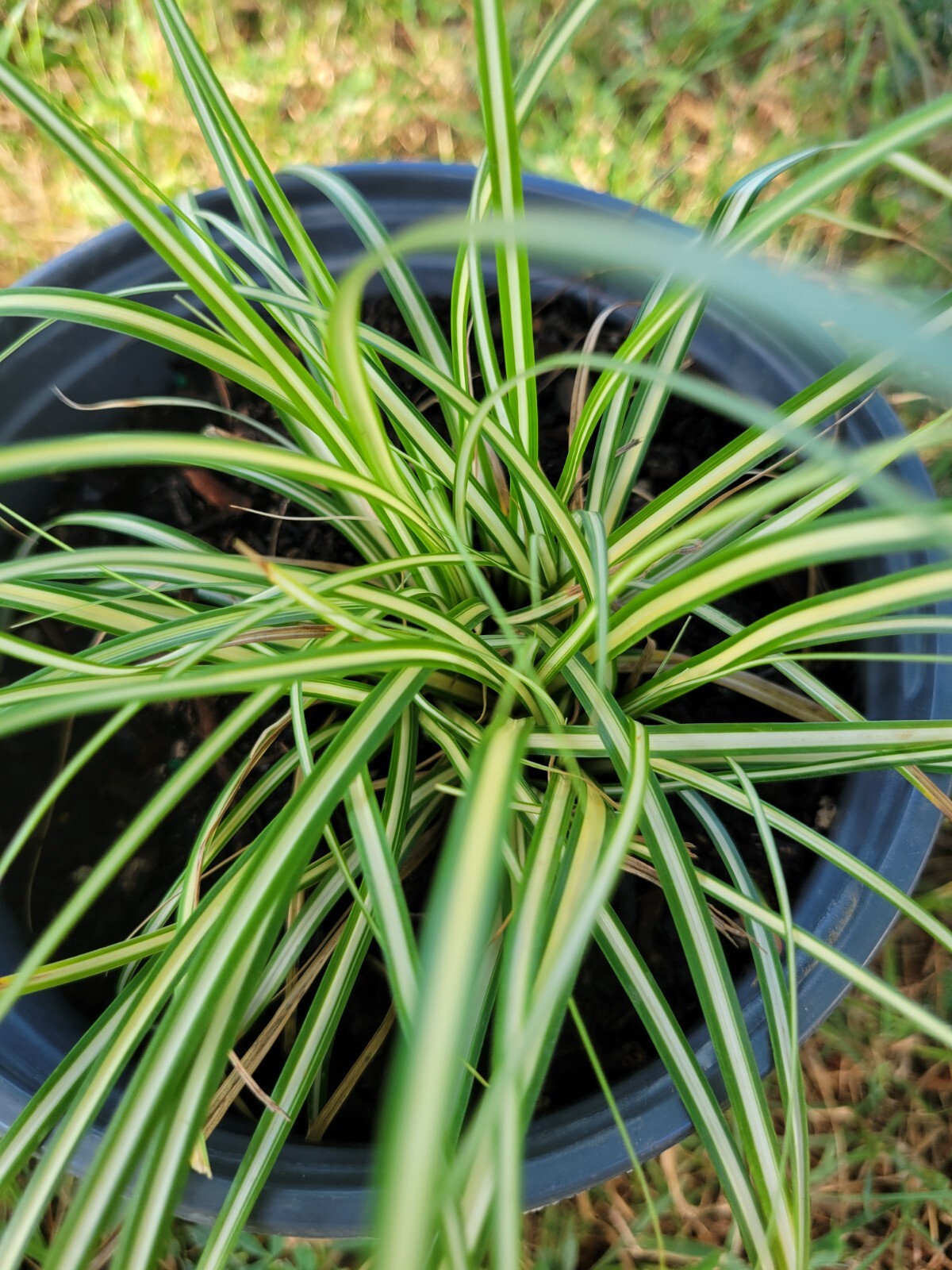 Variegated Sedge Grass Carex Evergold Excellent With Burgundy Plants