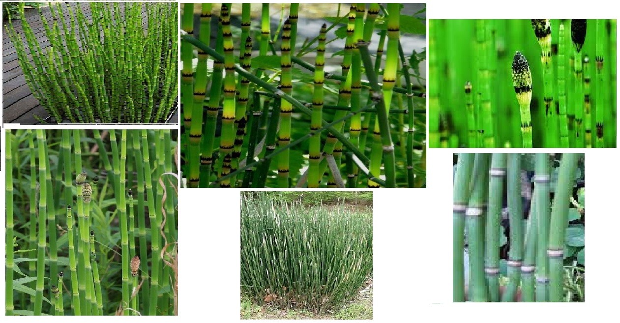 Horse Tail Water Pond Plant 100 Seeds Tall Stalk Stem Like Plants USA Seller