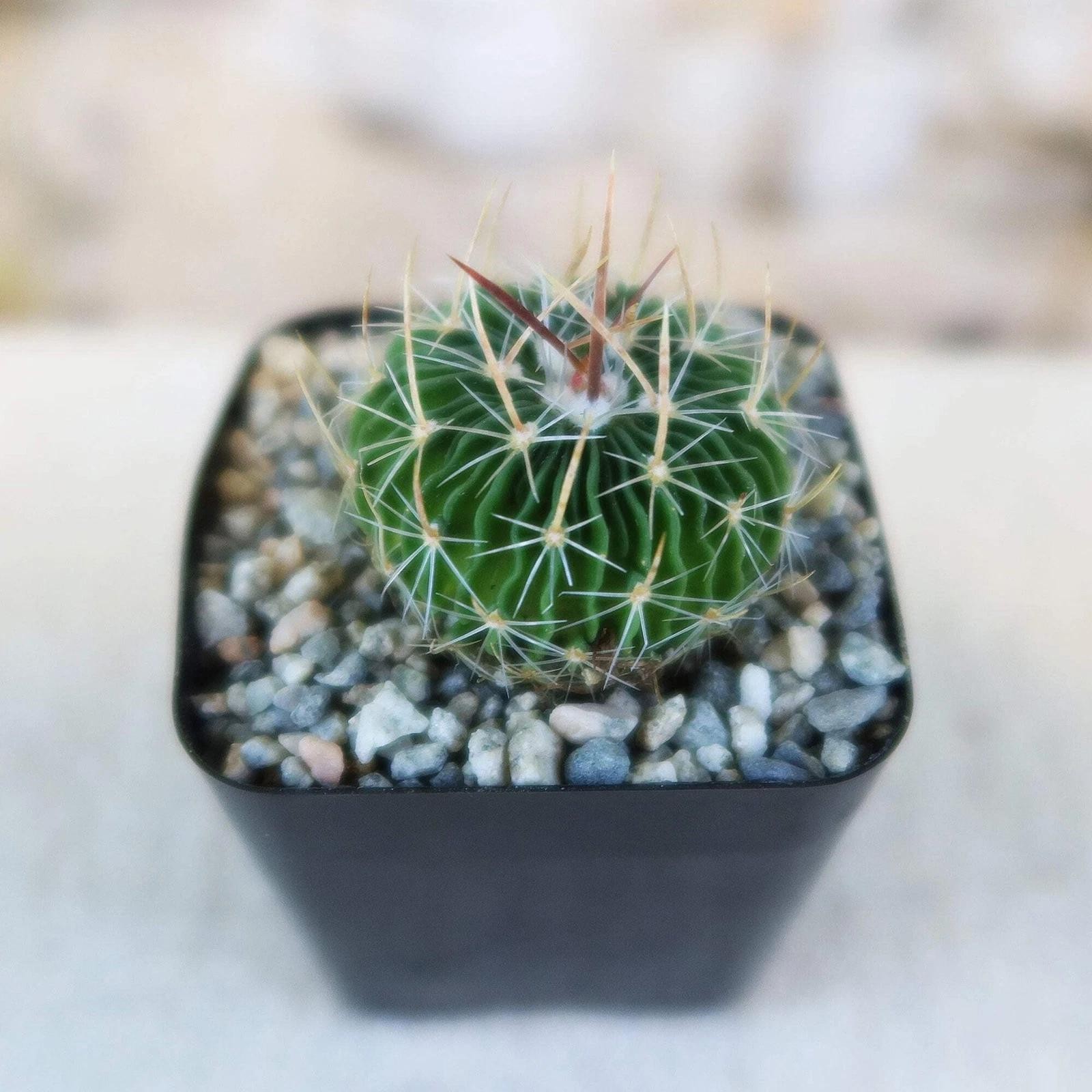 Stenocactus Multicostatus Brain Cactus Live Plant With Flower Pot
