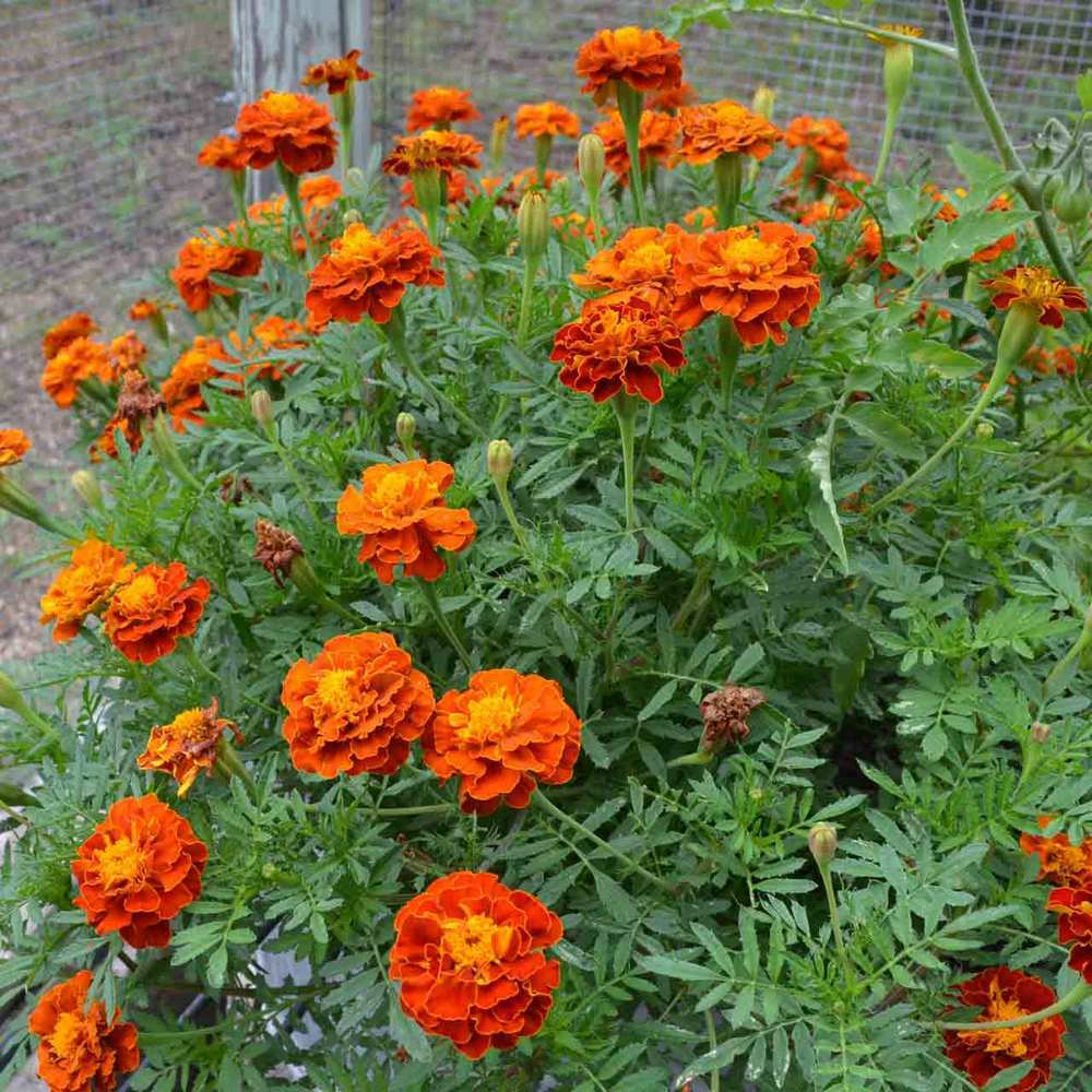 300+ Marigold, FRENCH “SPARKY Mix” Seeds 14” mix of gold, orange, red, yellow