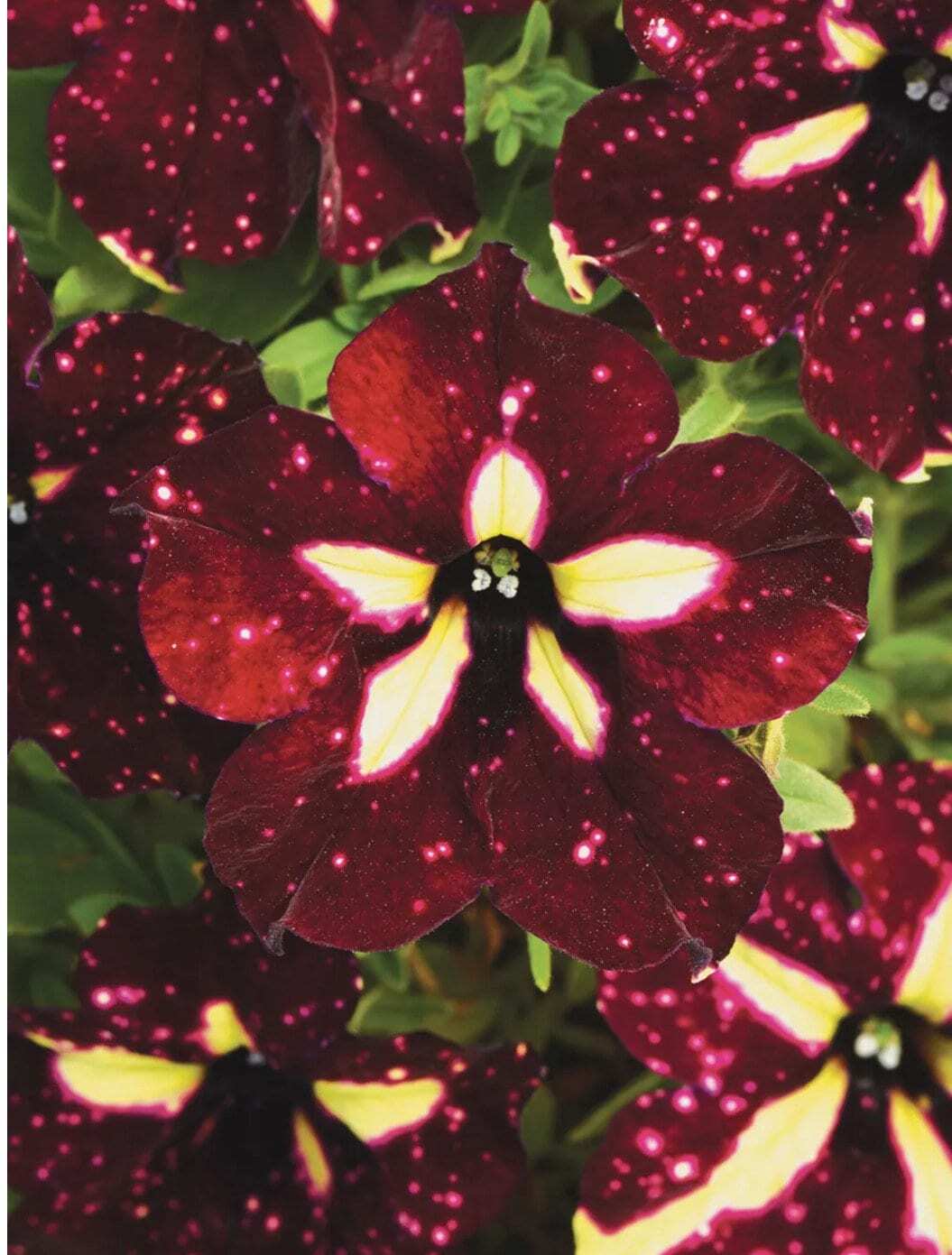 20 purple petunia star flower seeds for spring summer fall fast growing