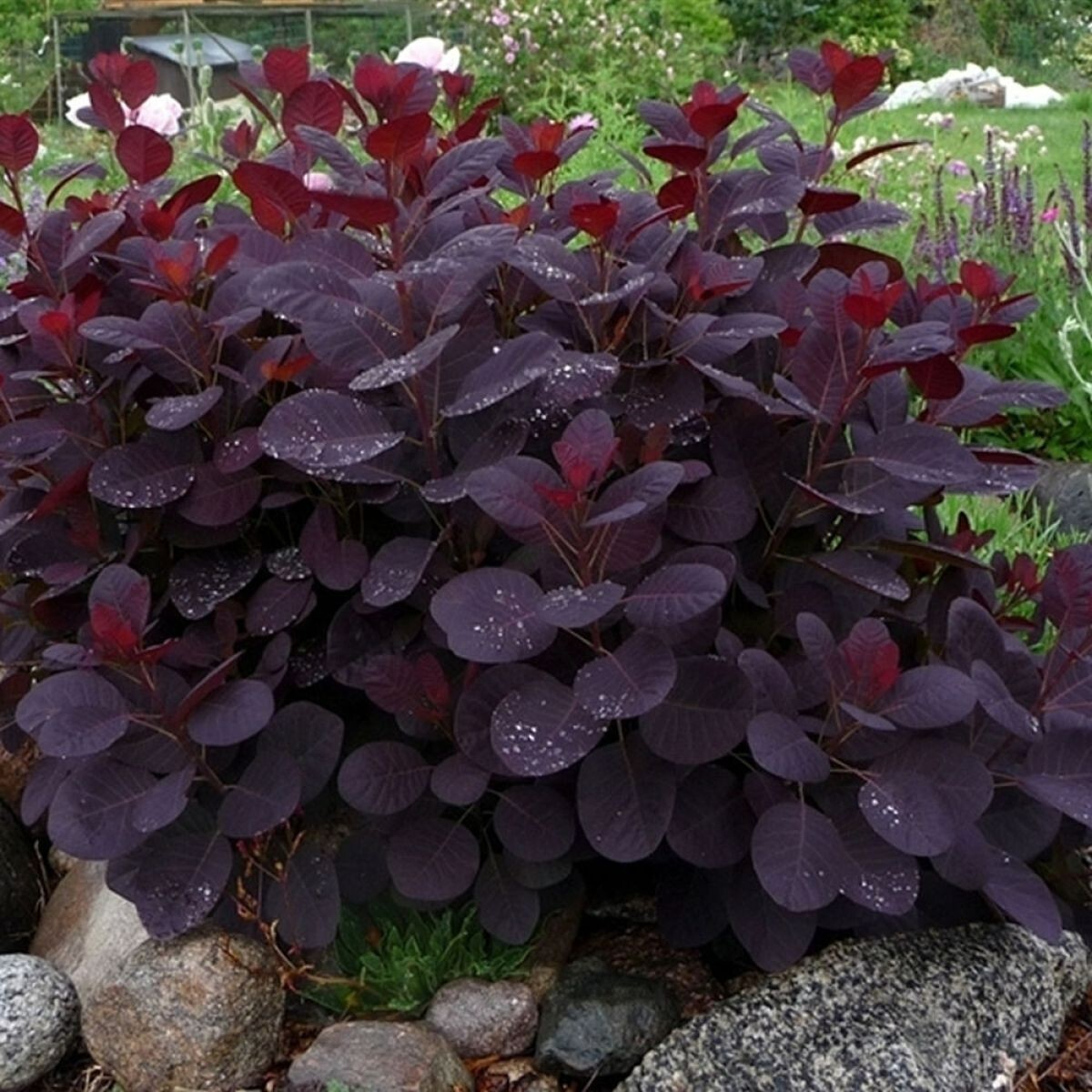 PURPLE SMOKE tree 4″ pot