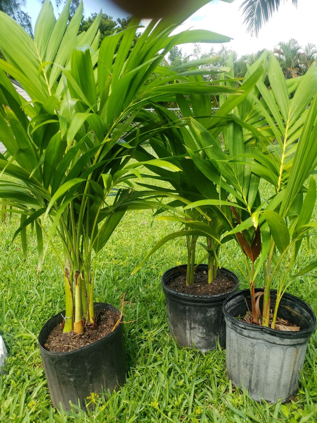 triple adonidia merrelli Palm Tree 24 inch tall 2 years old.