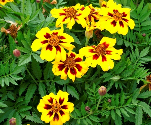 FRENCH MARIGOLD DAINTY MARIETTA (DWARF) 75 FRESH SEEDS FREE USA SHIPPING