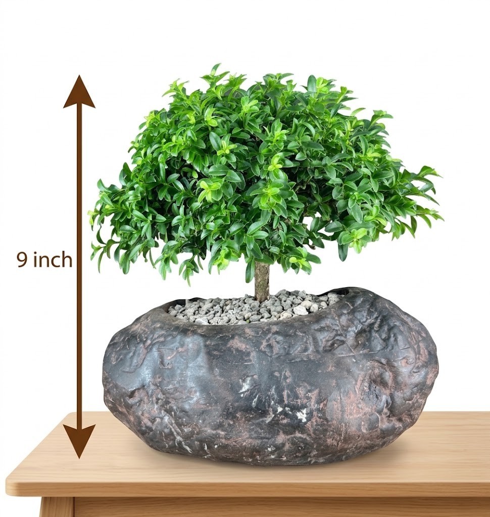 Live Kingsville Littleleaf Boxwood Bonsai Tree Exact Plant Indoor 14 Yrs 9″ Tall
