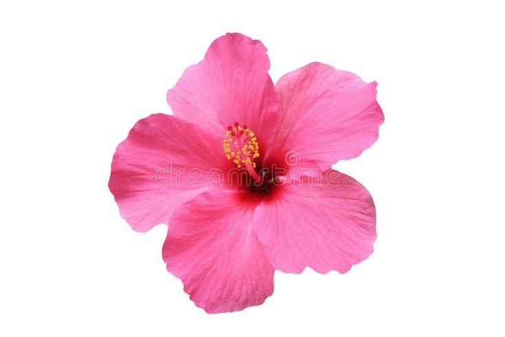 50+ Hibiscus Luna seed mix, red/white/pink, Fresh USA Seller, Free Shipping.