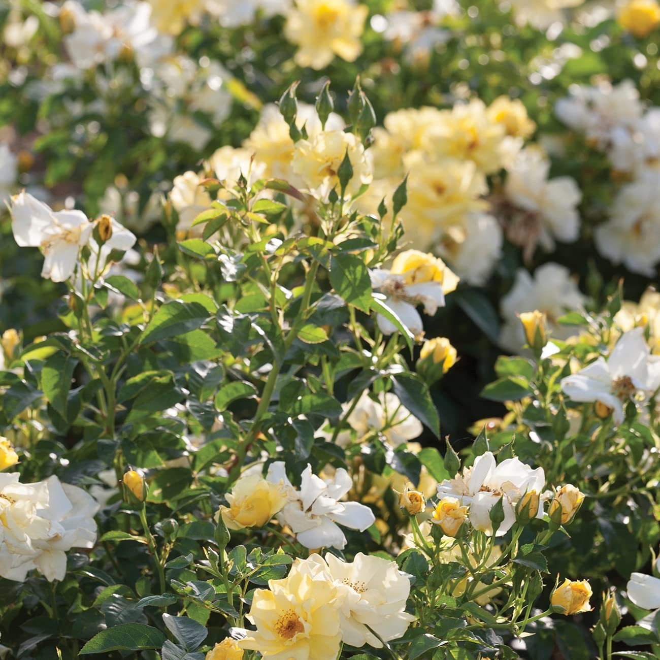 Perfect Plants Lemon Drift Rose Live Plant, 3 Gallon, Yellow Bush