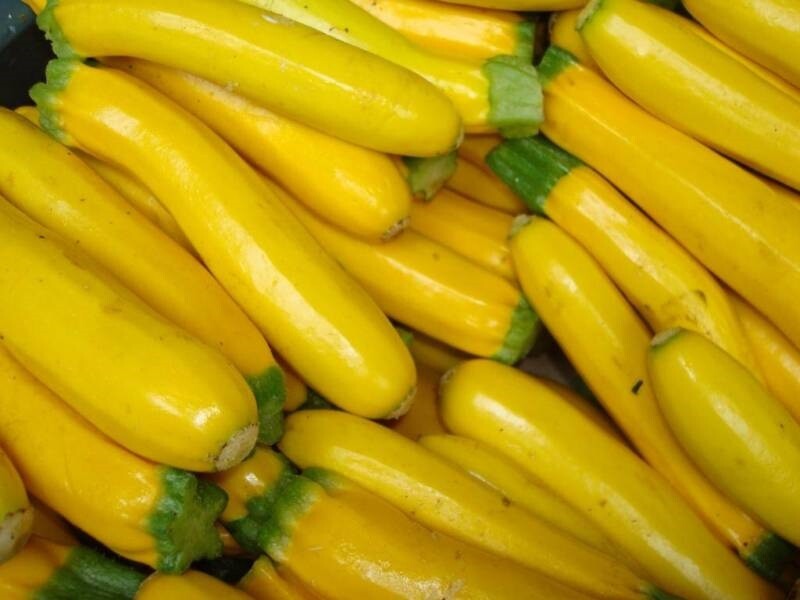 Zucchini Seeds Summer Squash 50 Golden Zucchini 60 days