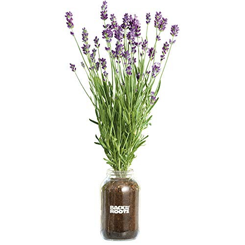 Organic Year Round, Windowsill Indoor Garden Kit Lavender