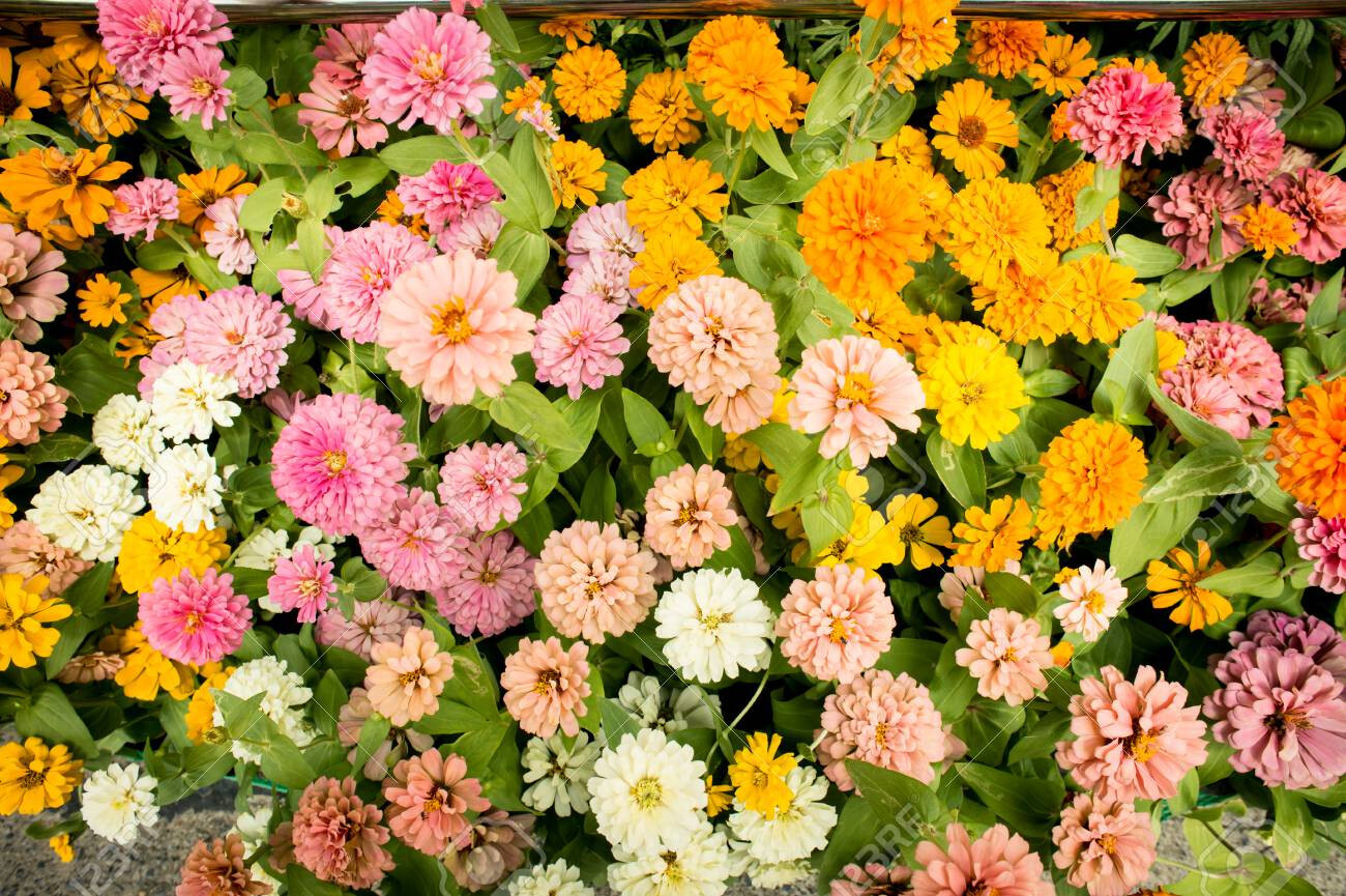 25+ Pink Melody Mix Marigold Seeds for Garden Planting – USA – FREE SHIPPING!