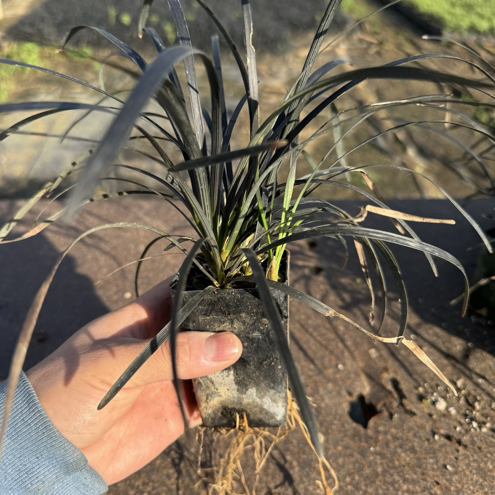 3-PACK, Black Mondo Grass, Ophiopogon planiscapus ‘Nigrescens’, 3 Live Plants