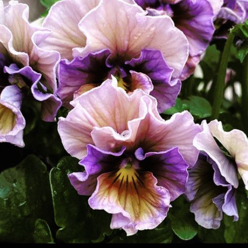 150+ Pansy Seeds (Viola) – Fragrant, Flower Seeds, Annual Seeds, Garden Seeds