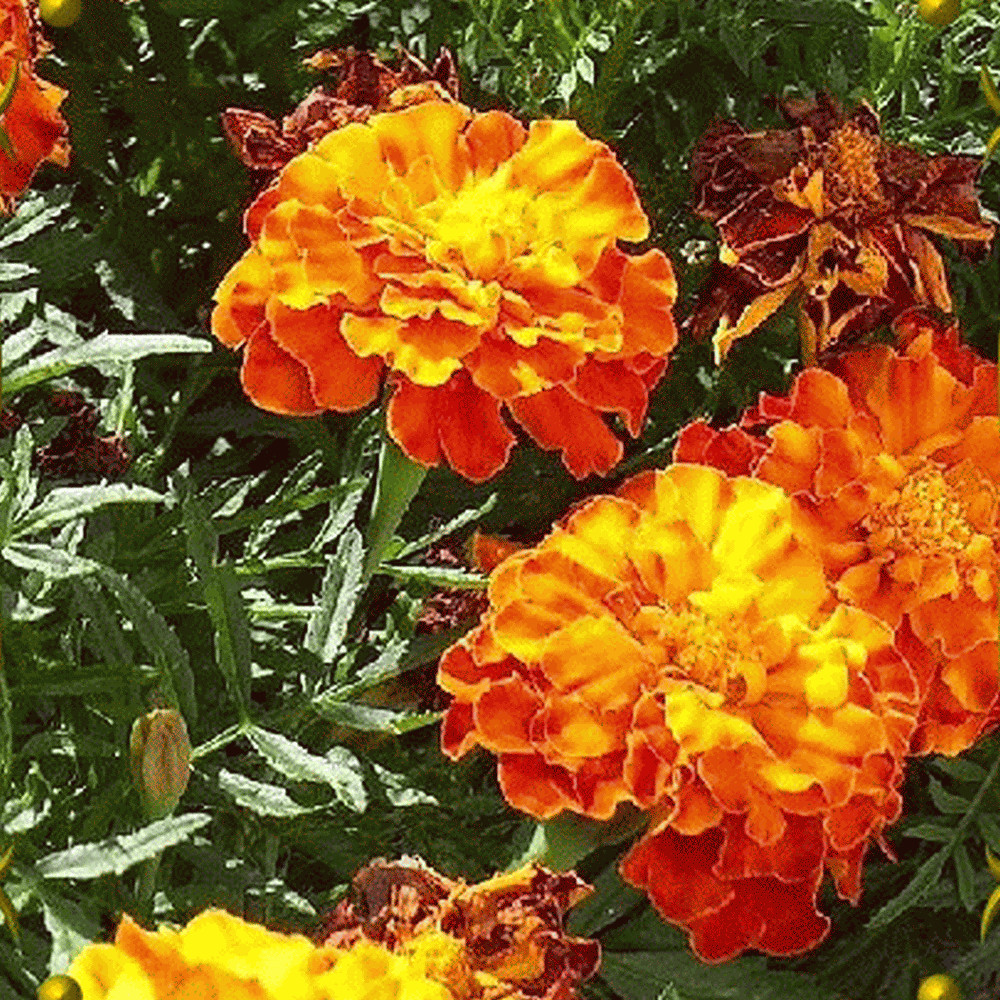 Sparky Mix French Marigold Flower. 300+ Seeds. Free Shipping!