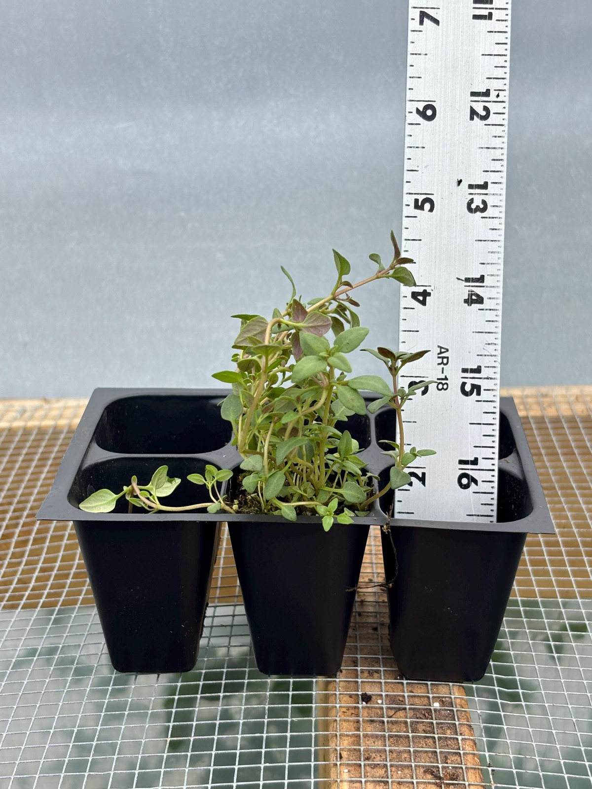 Thyme Live Plant – Seedlings/Plugs and Plants – 3″- 12″ tall – 30-60+ days old