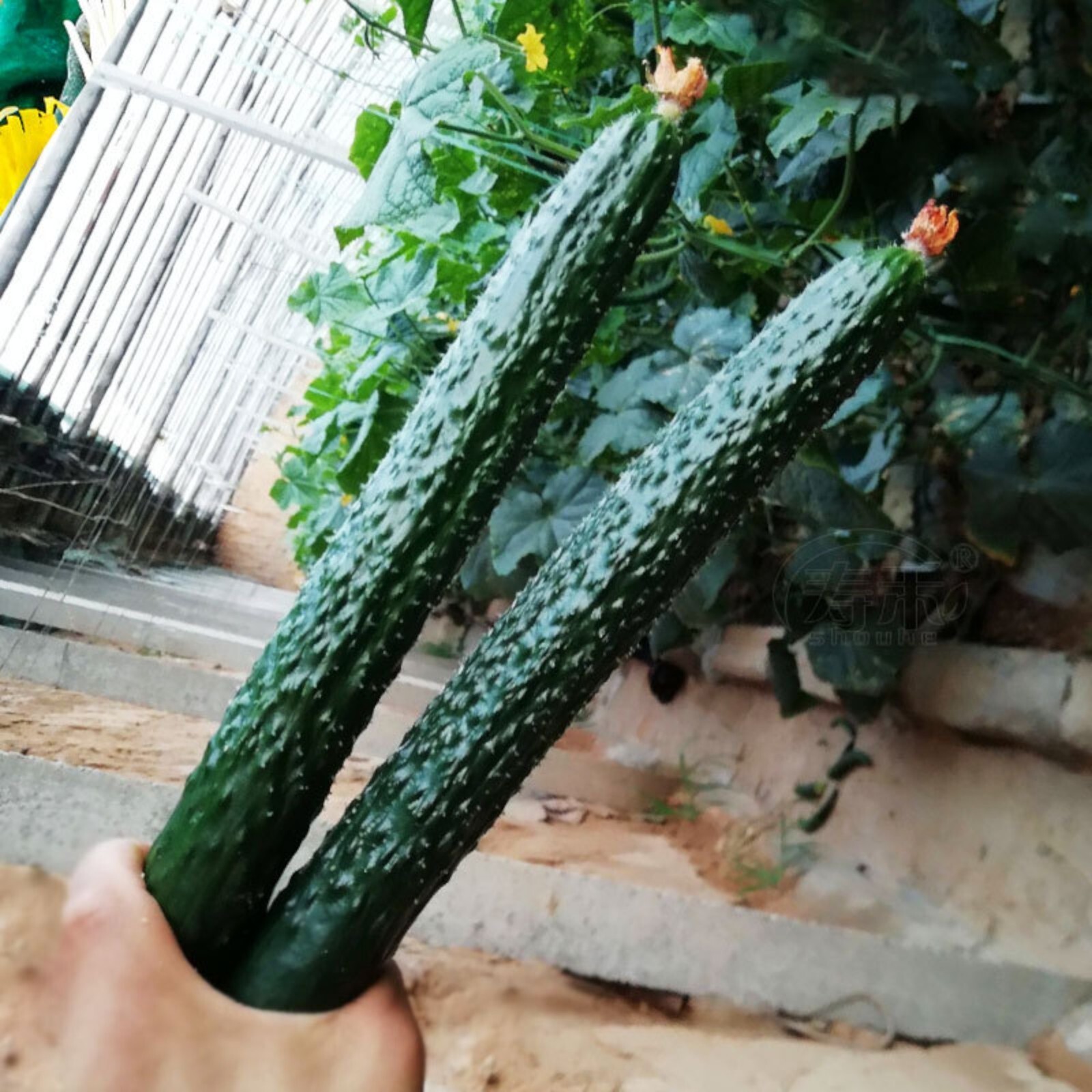 60 Asian Suyo Long Cucumber Seeds – Heirloom, Non-GMO, China Long Hybrid
