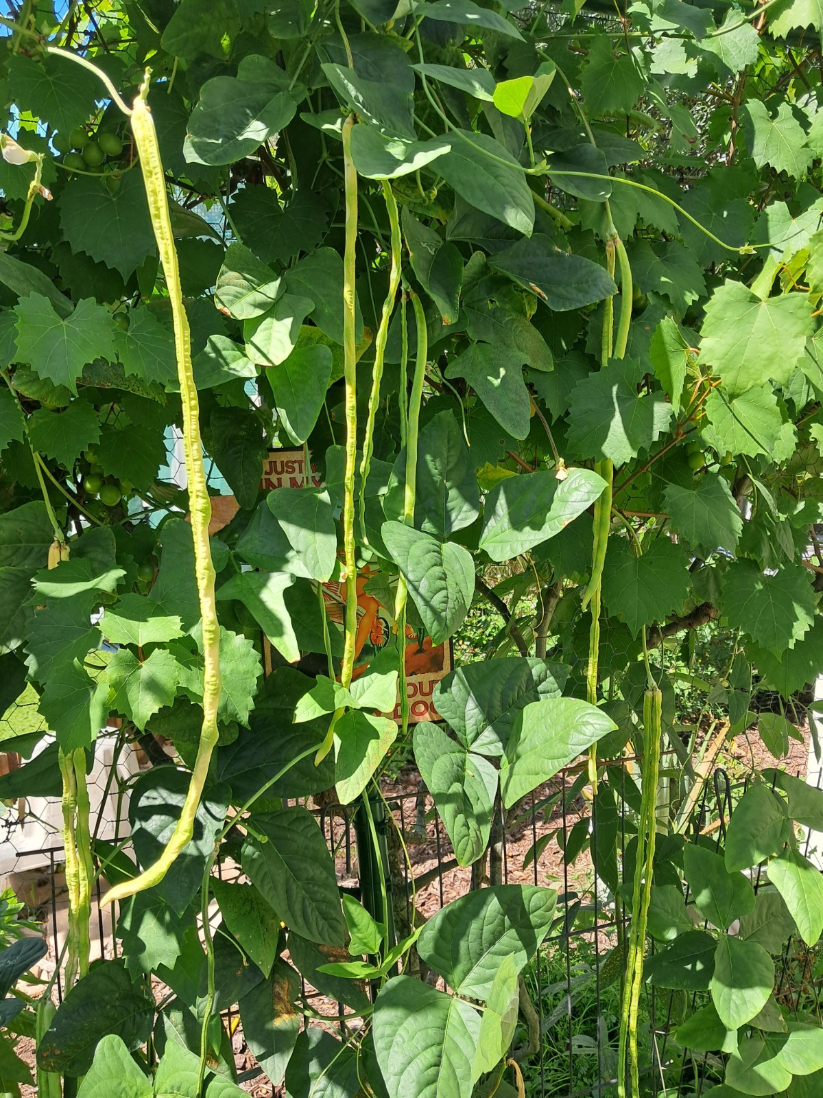 Yard Long Bean Seeds for Home and Garden Fresh Vegetable, 50 per pack