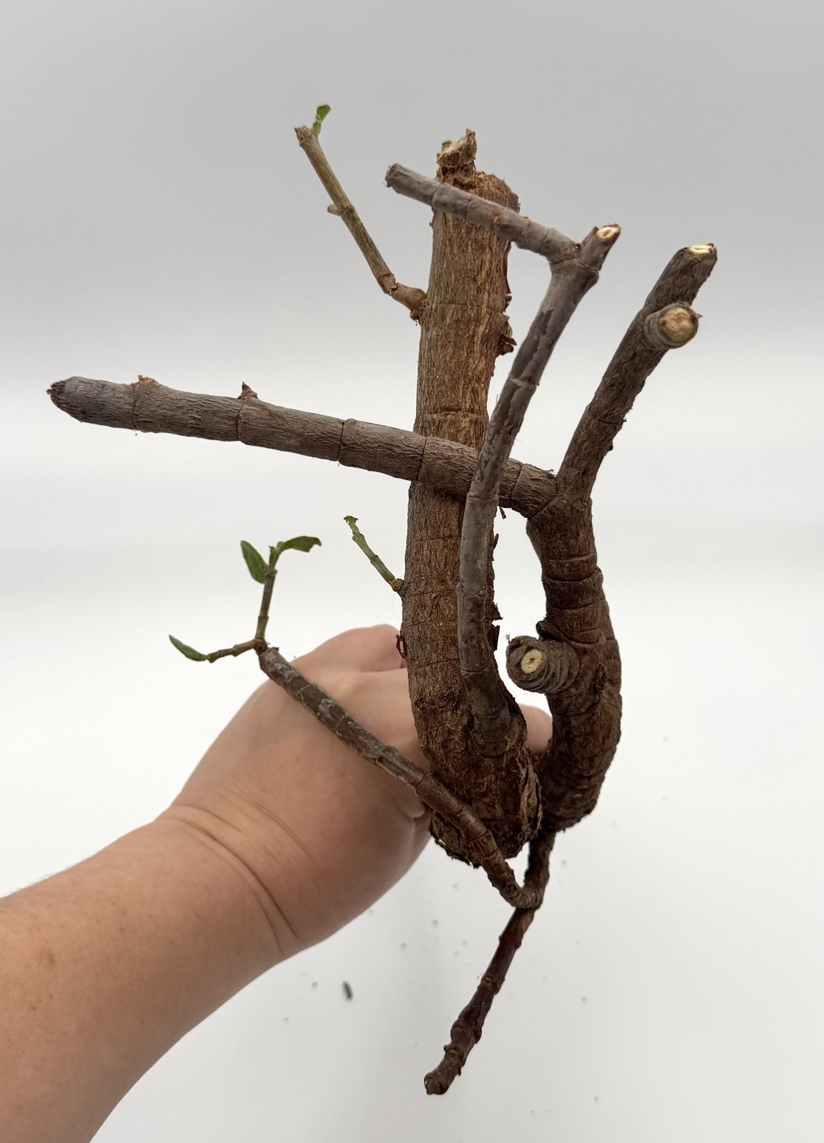 12” Elephant Jade Branch Curved Shape Bonsai Style Succulent propagation ready