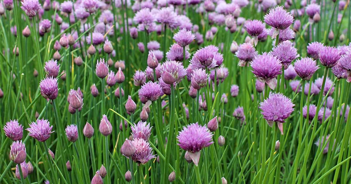 Common Chives Seeds, NON-GMO, Variety Sizes Sold, FREE SHIPPING