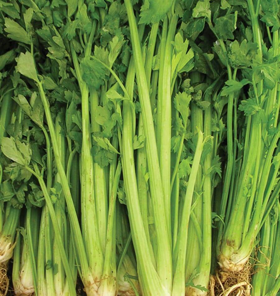 Celery Tall Utah Seeds 2000+ Vegetable Garden NON-GMO USA SELLER FREE SHIPPING