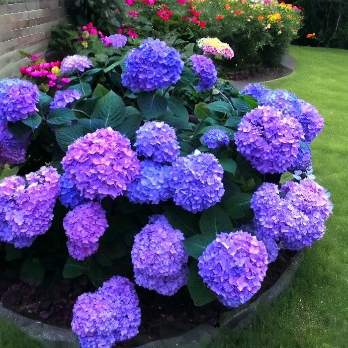 25pcs Blue Pink Purple Hydrangea – Beautiful and Hardy Perennial Flowers
