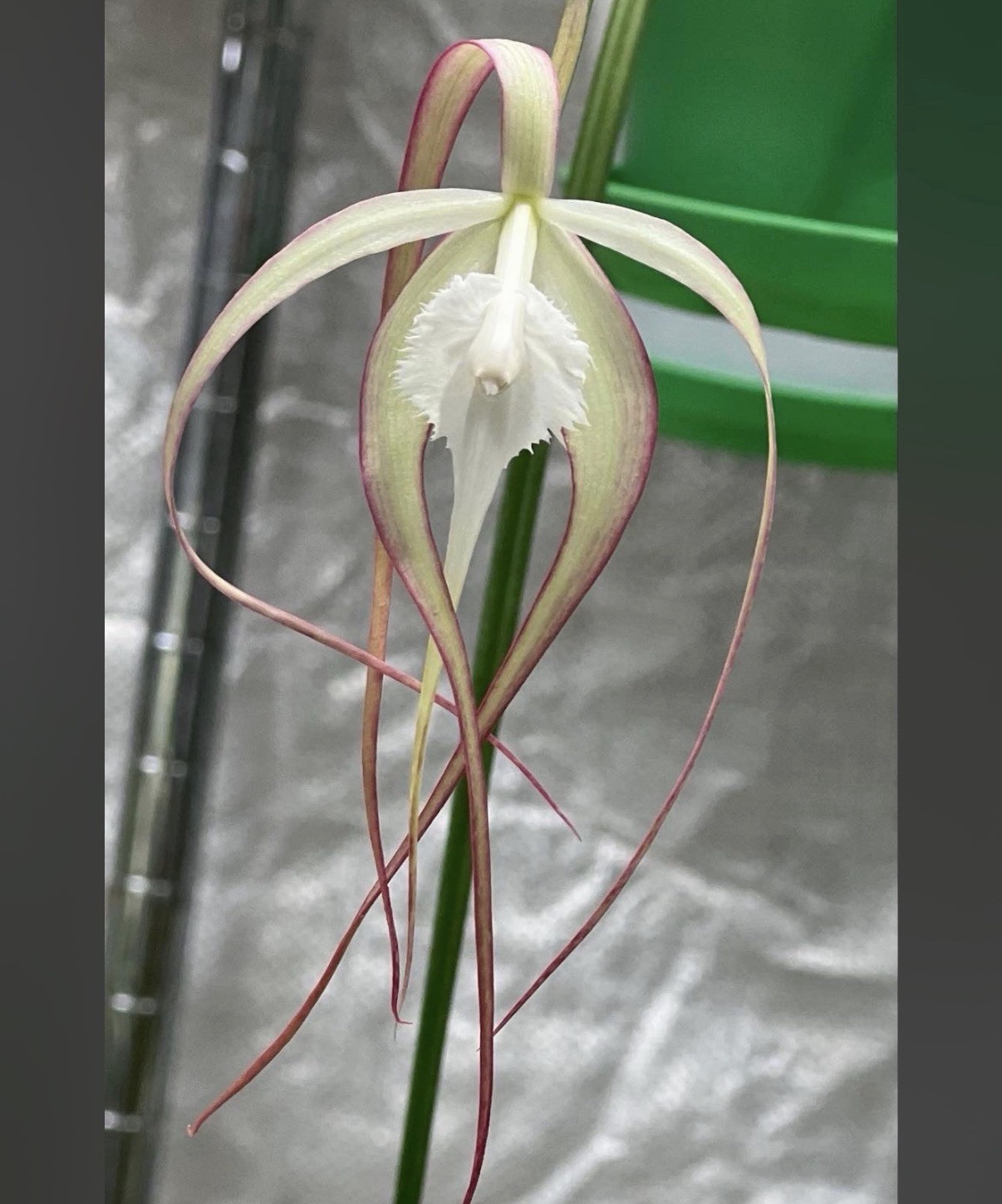 Brassavola Cuculata Species Blooming Size Orchid Cattleya FRAGRANT