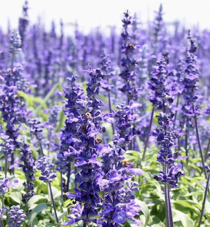 800+ HYSSOP SEEDS – officinalis Perennial Hummingbird Plant & Medicinal Non-GMO