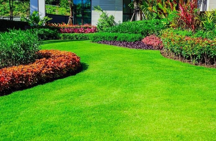 🌿60,000 Emerald Zoysia Grass Seeds – Premium Lawn Turf Drought & Heat Tolerant