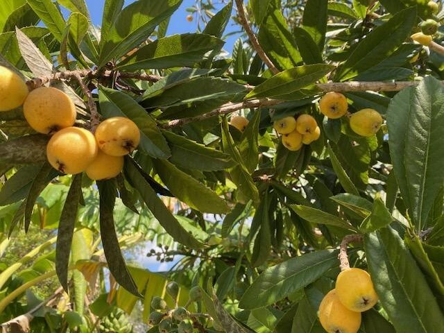 LOQUAT SEEDLINGS (ERYOBORTRYA JAPONICA) JAPANESE PLUM/APRICOT, NISPERO JAPONES