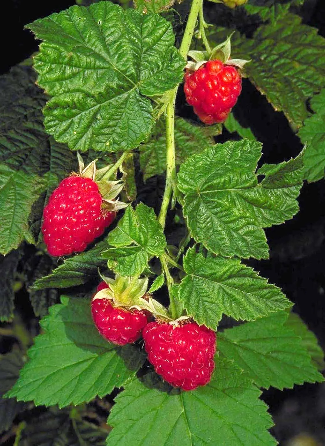 5 Canby Thornless Raspberry – Rubus idaeus – Starter Plug