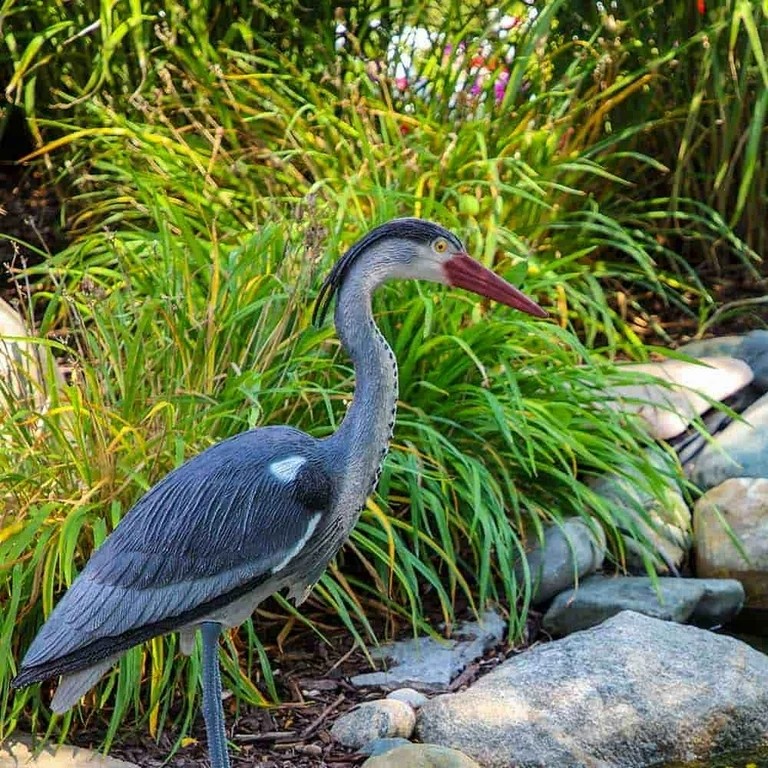 Blue Heron Decoy 30″ Tall For Water Garden & Pond Predators HER100